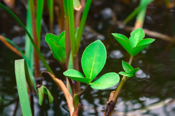 緑色植物は池の表面をカバーします。 — ストック写真