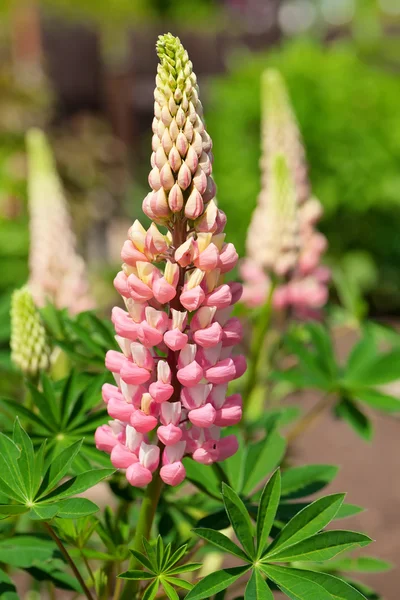 Rare pink Lupin flower (Lupinus) Stock Photo