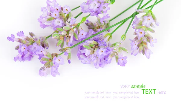 Hromada levandulových květin na bílém pozadí — Stock fotografie