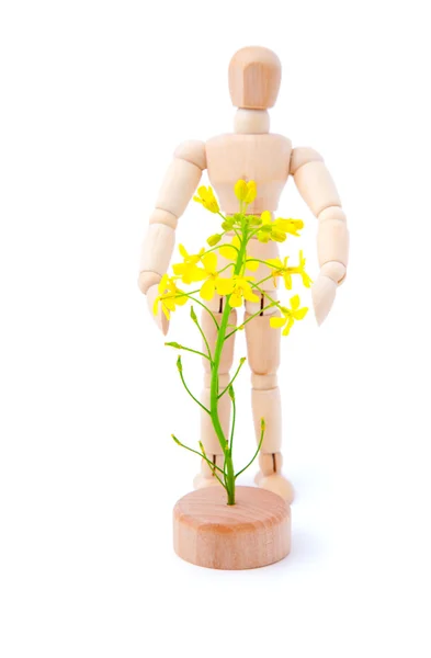 Rape blossoms with a wooden man, isolated on white background — Stock Photo, Image