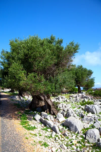 Olive trees in dalmatia, Croatia. — Stock Photo, Image