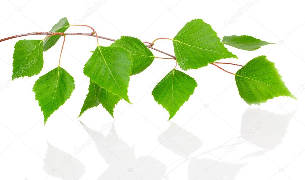 Birch leaves isolated on white background.