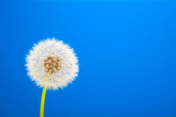 Paardebloem op blauwe achtergrond — Stockfoto