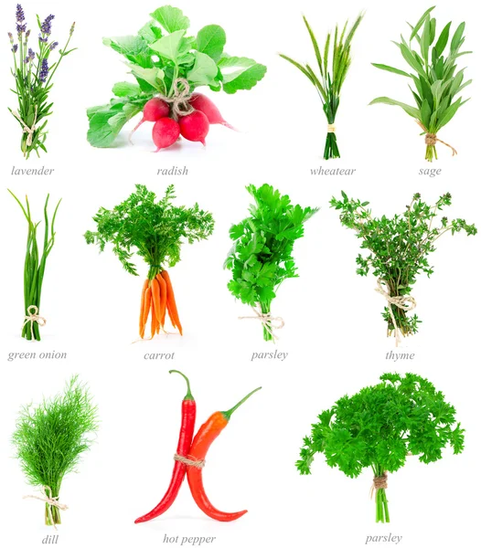 Fresh herbs and vegetable collection isolated on white backgroun — Stock Photo, Image