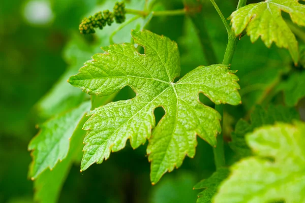 Green vine leaf — Stock Photo, Image