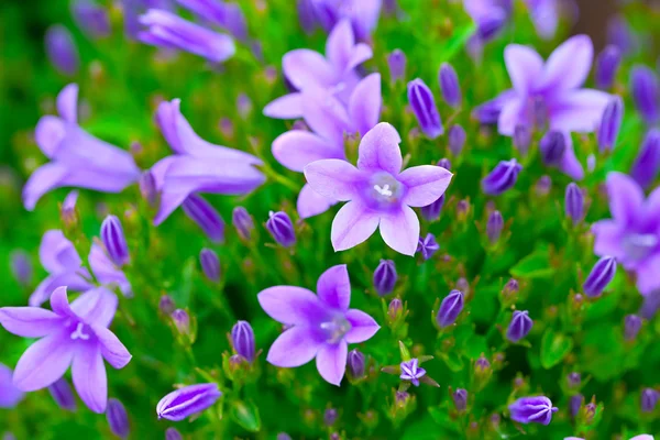 Campanula (of klokjes), bloemen achtergrond. — Stockfoto