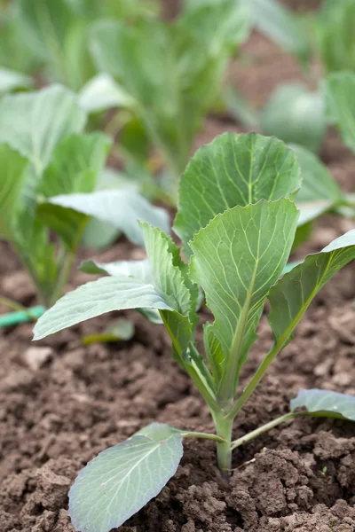 Closeup of a row of cabbage seedlings on the ground — Stock Photo, Image