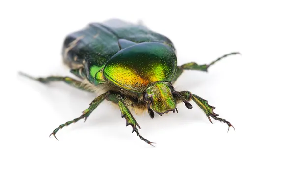 Gül beyaz izole chafer (Cetonia aurata) — Stok fotoğraf