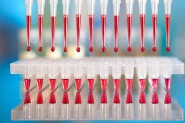 DNA analizi: reaksiyon karışımı içine m ile 96-şey plaka yükleme