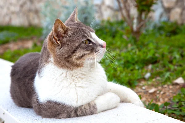 手すりの上に横たわる猫 — ストック写真