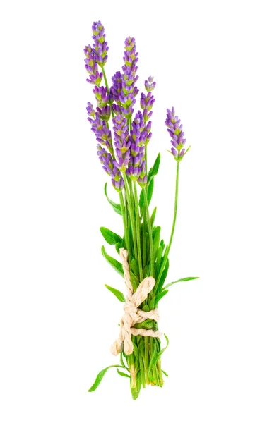 A bunch of lavender flowers on a white background — Stock Photo, Image