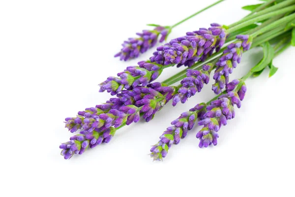 A bunch of lavender flowers on a white background — Stock Photo, Image