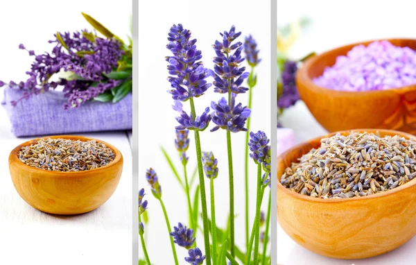 Lavender dry flowers Royalty Free Stock Photos