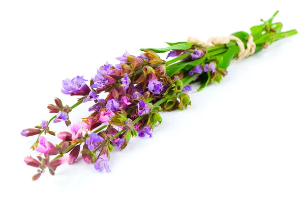 Manojo de salvia floreciente, sobre fondo blanco . — Foto de Stock