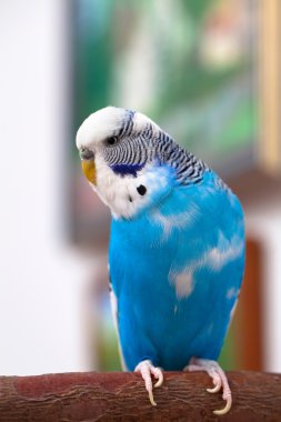muhabbet kuşu
