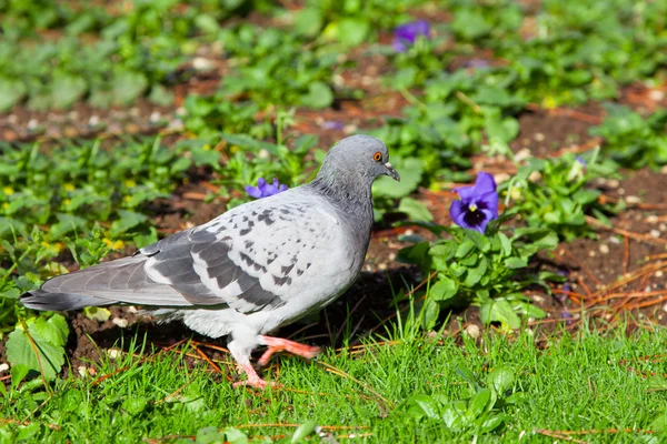 Pigeon — Stock Photo, Image