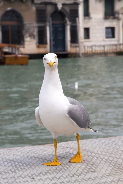 Proud seagull in port — Stock Photo, Image