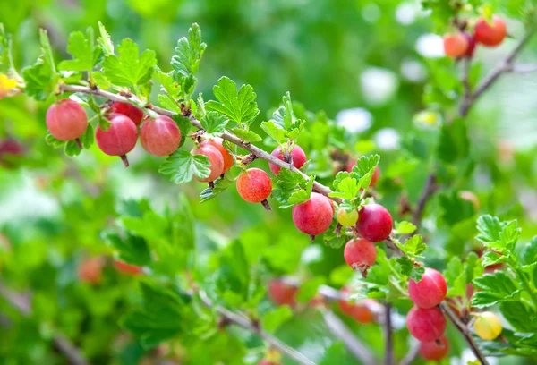 Rote Stachelbeeren hängen an einem Strauch. — Stockfoto