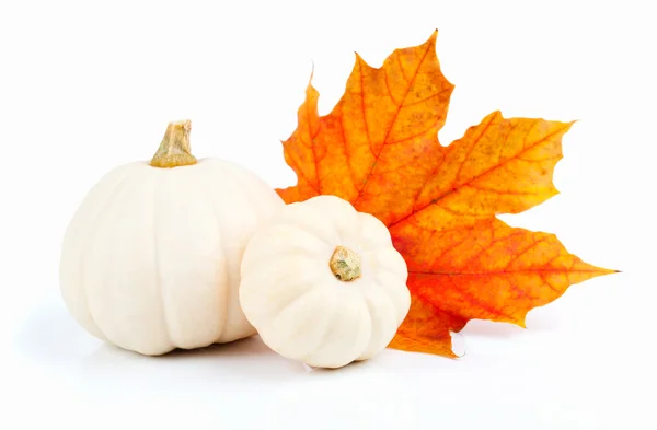 White pumpkins with red leaf, isolated on the white background — Stock Photo, Image