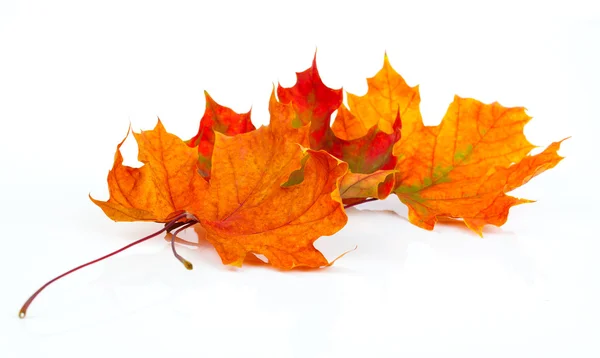 Jesień klon liście na białym tle na białym tle — Zdjęcie stockowe