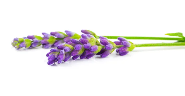 Um monte de flores de lavanda em um fundo branco — Fotografia de Stock