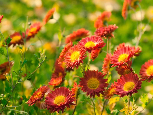 Kleurrijke herfst chrysant — Stockfoto