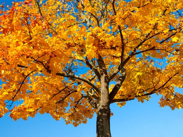 Осеннее дерево на голубом фоне — стоковое фото