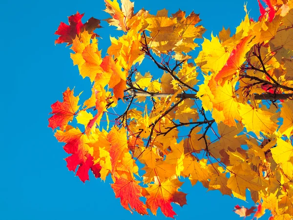 Höstens träd på blå sk — Stockfoto
