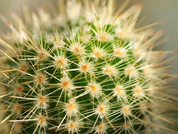 Close up of globe shaped cactus with long thorns — Stock Photo, Image