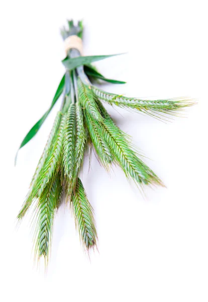 Espinhos de centeio verde (Secale cereale), sobre fundo branco . — Fotografia de Stock