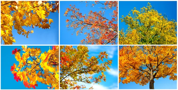 Autumn tree on blue sky. set — Stock Photo, Image