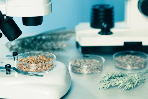 Mikrobiyolojik gıda kalite için test