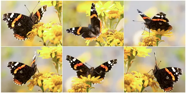 Gyűjteménye a csodálatos színes kis rókalepke pillangó (Agla — Stock Fotó