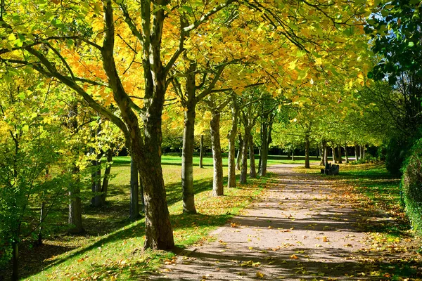 güzel sonbahar tre ile dizilmiş egzersiz için yaya geçidi