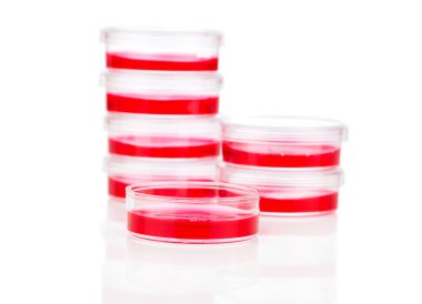 Petri yemekler üzerinde beyaz izole