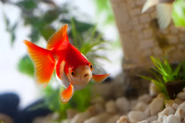 Goudvis zuigt een rotsen in het aquarium — Stockfoto