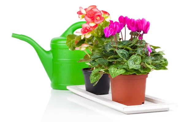 Plant in flowerpot and green watering can, isolated on white — Stock Photo, Image
