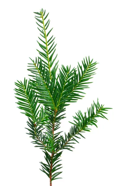 Větve vánočního stromu na bílém pozadí — Stock fotografie
