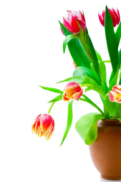 Beautiful red tulips in a vase on a white background (with sampl — Stock Photo, Image