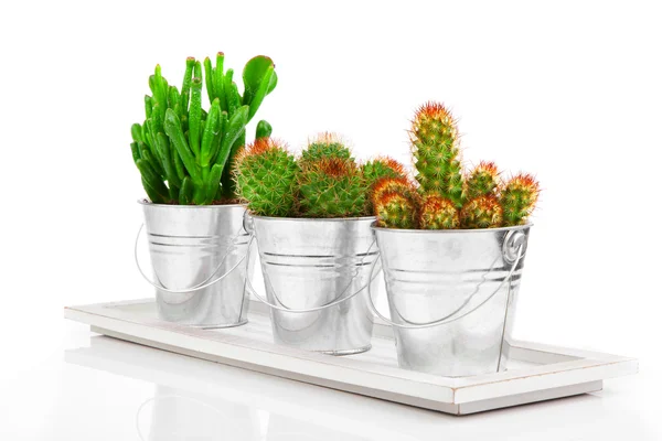 Saftiga cactus i en metall hink, på vit bakgrund — Stockfoto