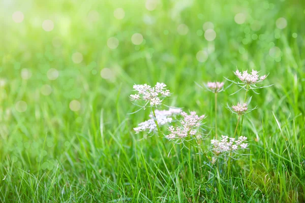 Karwij is een tweejarige plant uit de familie apiaceae — Stockfoto