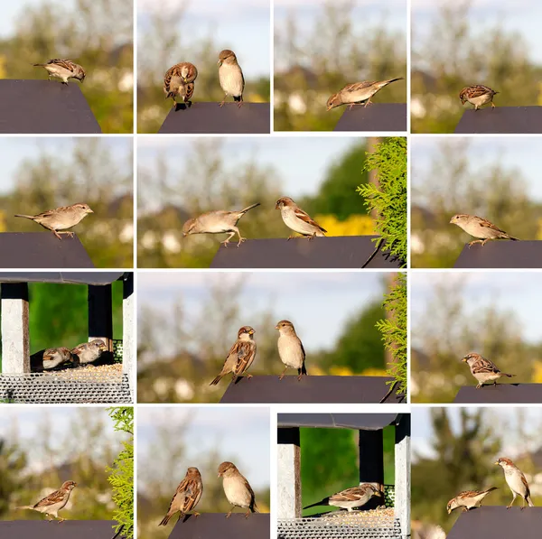 Spatzen auf Vogelfutterhäuschen. Haus für die Vögel. — Stockfoto