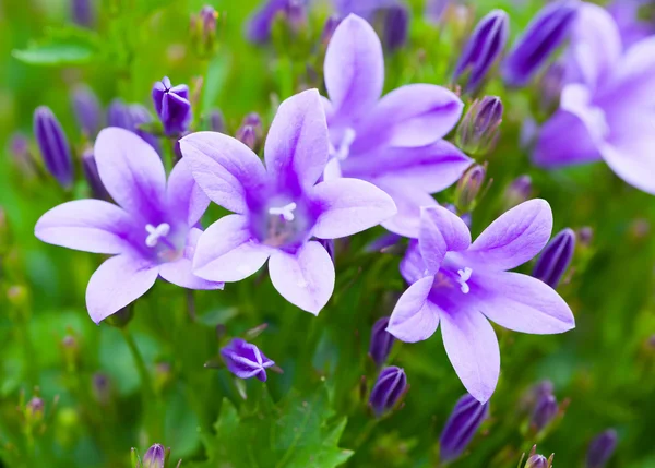 Beautiful spring background with campanula bouquet. — Stock Photo, Image