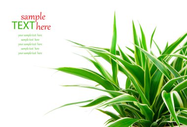 chlorophytum - famil evergreen çok yıllık çiçekli bitkilerde