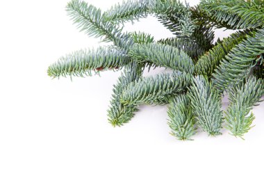 beyaz zemin üzerinde Noel ağacının dalını