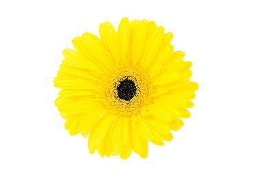 beyaz zemin üzerinde büyük sarı gerbera çiçek