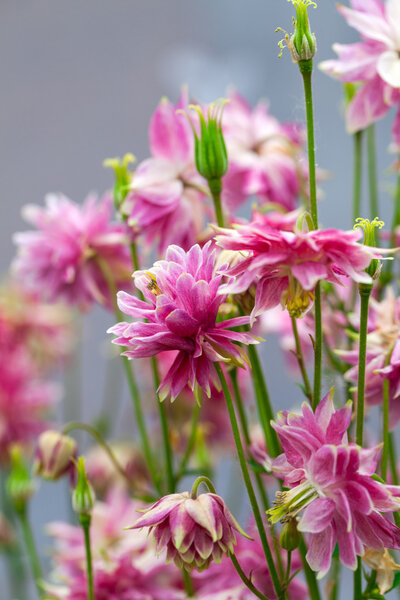Aquilegia (общие названия: Granny 's Bonnet или Colomine) is a pere
