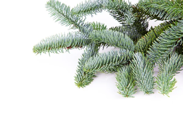 Ramo da árvore de Natal no fundo branco — Fotografia de Stock