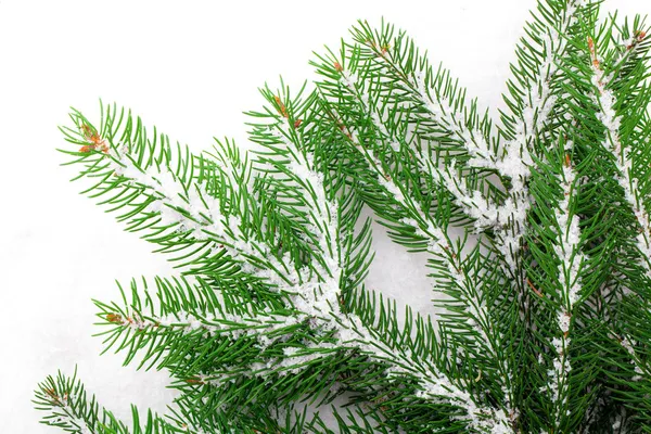 Ramo dell'albero di Natale su sfondo bianco — Foto Stock