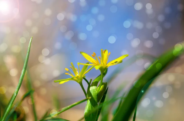 Gagea は、春の花、湿った落葉性森林で育つ. — ストック写真